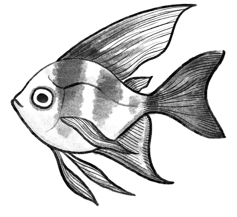 Shaded pencil-style angelfish