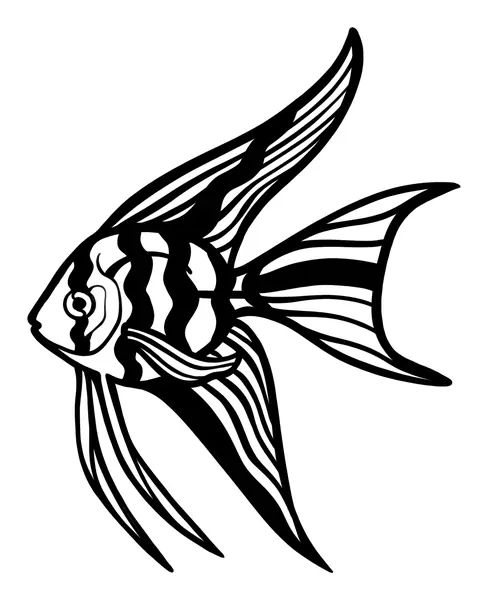 Black and white striped angelfish
