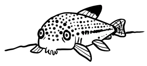 Spotted catfish resting on the bottom