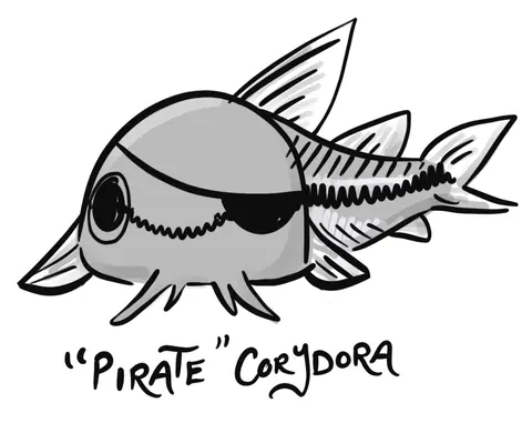 Grey catfish with an eye patch labeled Pirate Corydora