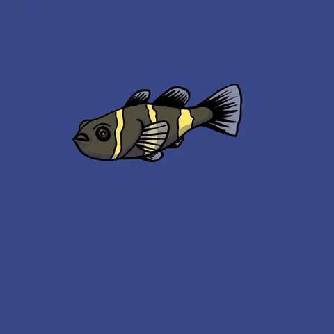 Small dark fish with yellow bands on a blue background