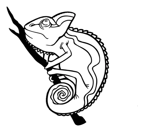 Chameleon with a curled tail on a branch